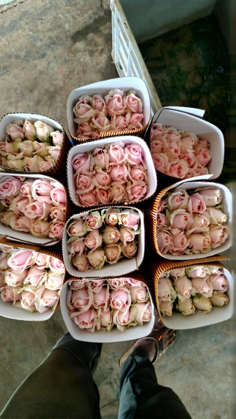 Rose Product 2