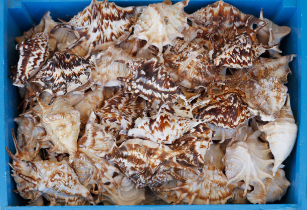 A Comprehensive Guide to Sourcing High-Quality Seashells: Top 5 Seashells Suppliers in Egypt in September 2025