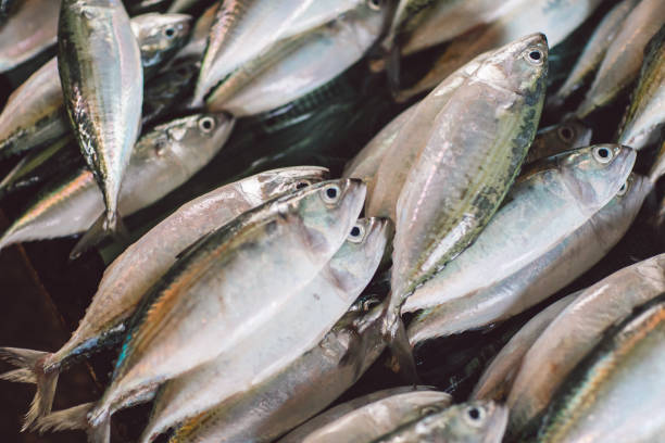 Your Expert Guide to Procuring Top-Tier Fish: Top 5 Fish Suppliers in China in June 2025