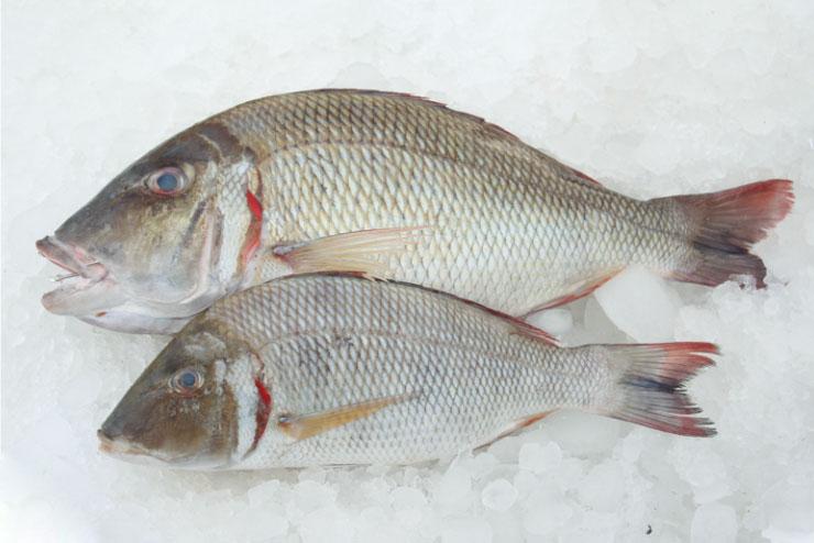Frozen Emperor Fish – Whole and Gutted
