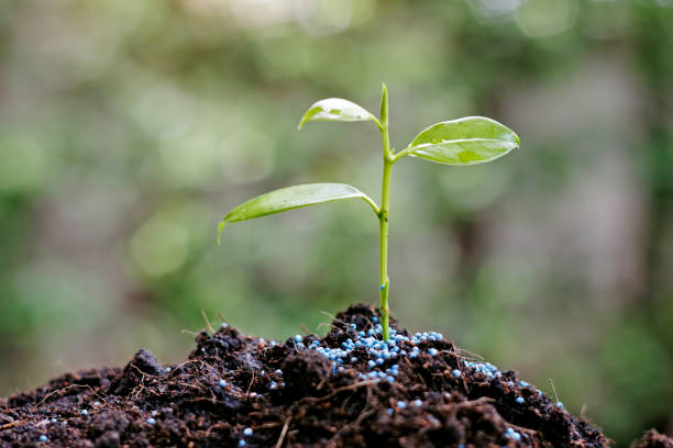 Top 7 Fertilizers Suppliers in Malaysia in Year 2025