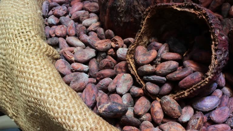 Top 4 Cocoa Beans Suppliers in Canada in Year 2025: A Data-Driven Guide to the Cocoa Market