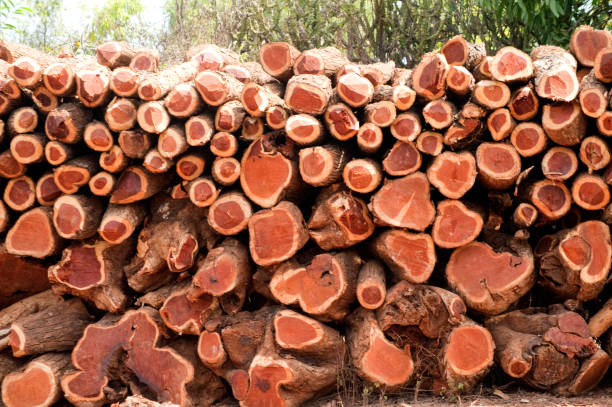 Top 8 Wood Suppliers in Netherlands in July 2025: Urgent Market Update & Supplier Insights
