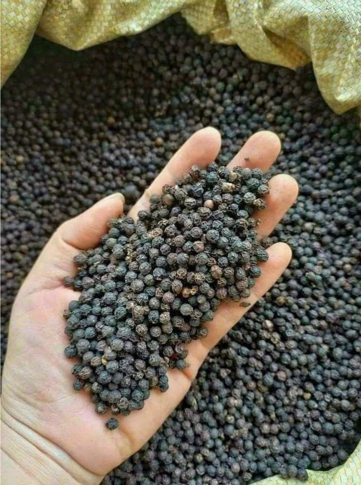 Black Peppercorns – Premium Whole Dried Black Pepper, Vietnam Origin | Bulk Wholesale Supply