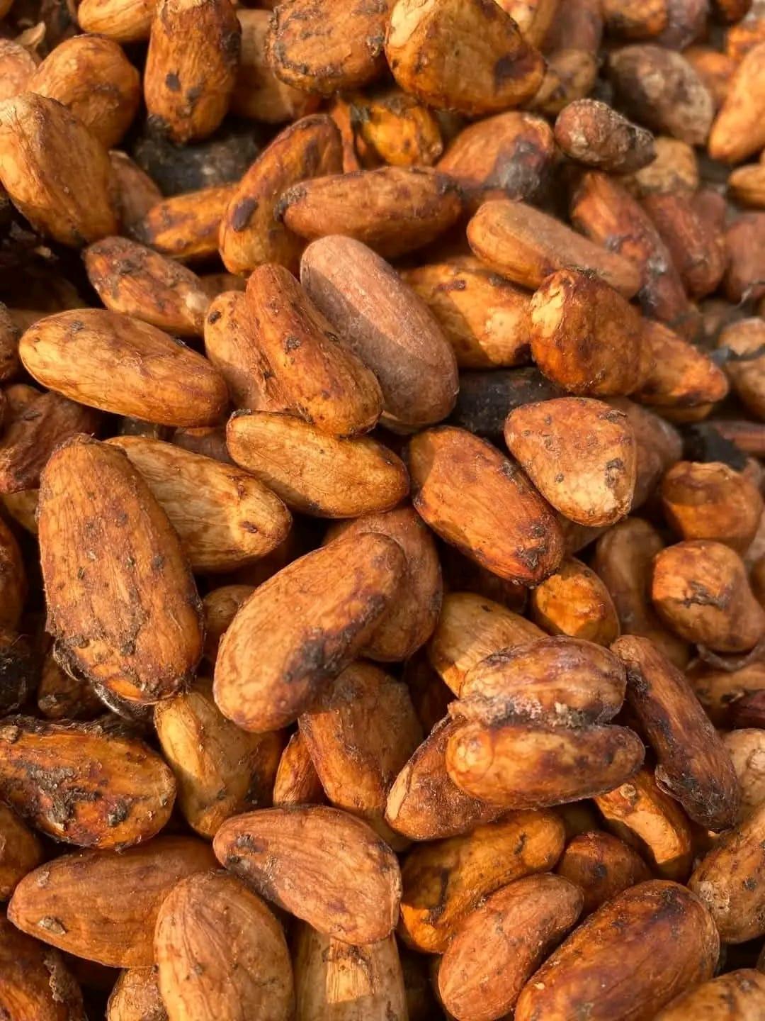 Cocoa Beans - Close Up