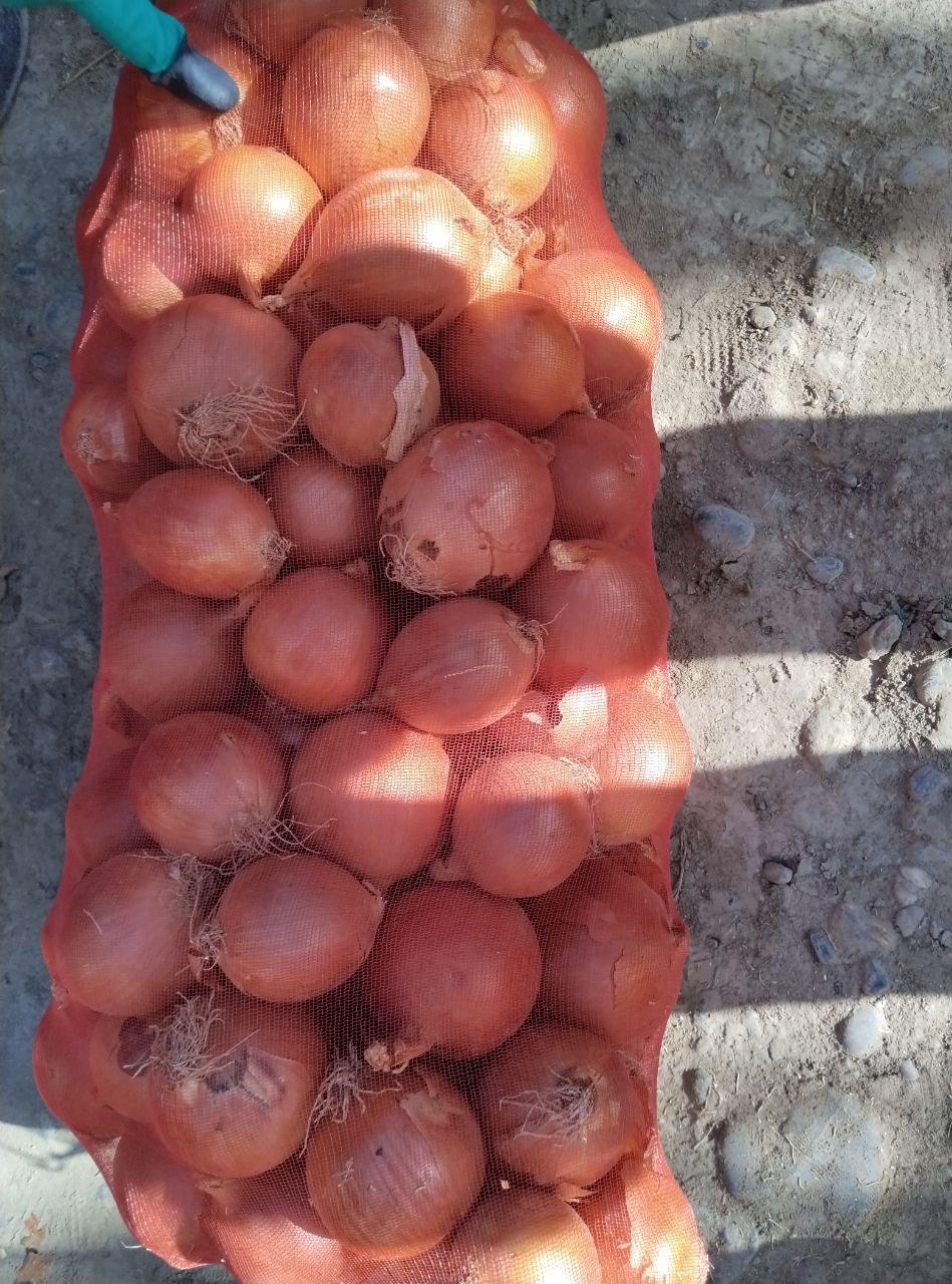 Onion Export