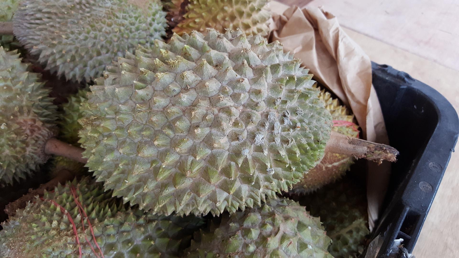 FRESH DURIAN WHOLE