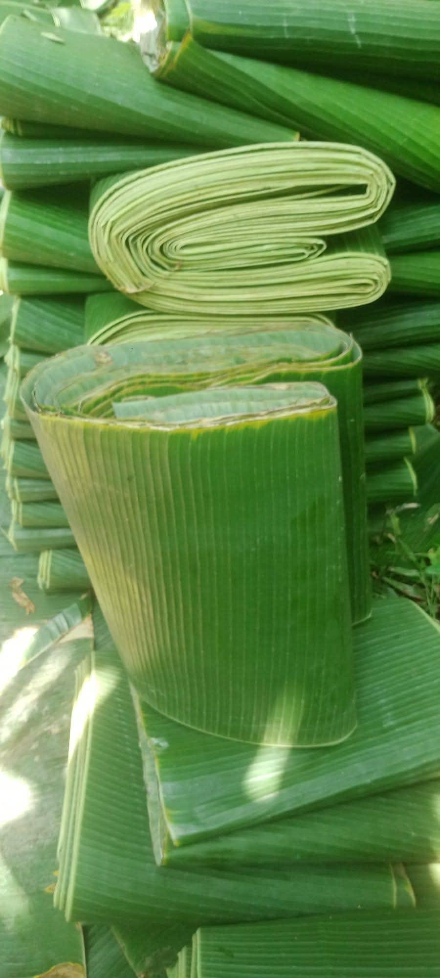 Fresh Banana Leaves