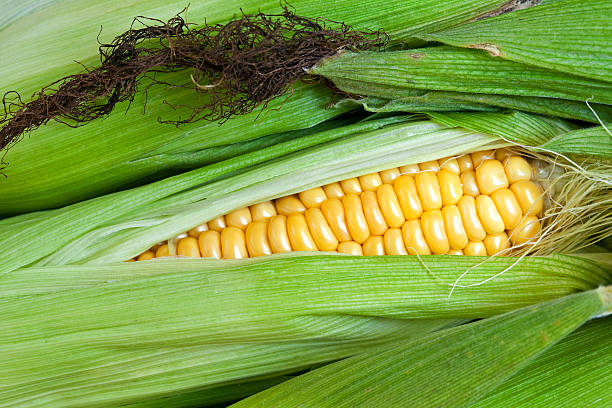 Top 5 Corn Suppliers in Indonesia in July 2025: Urgent Market Update and Strategic Insights