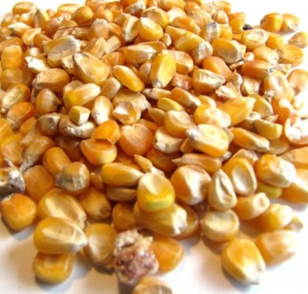 Yellow White Corn/Maize for Animal Feed/Bulk Yellow-White Corn Suppliers