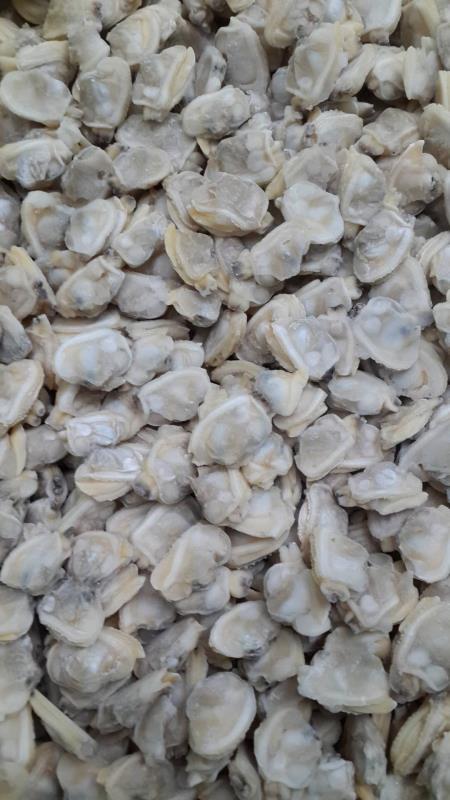 high quality frozen clam meat