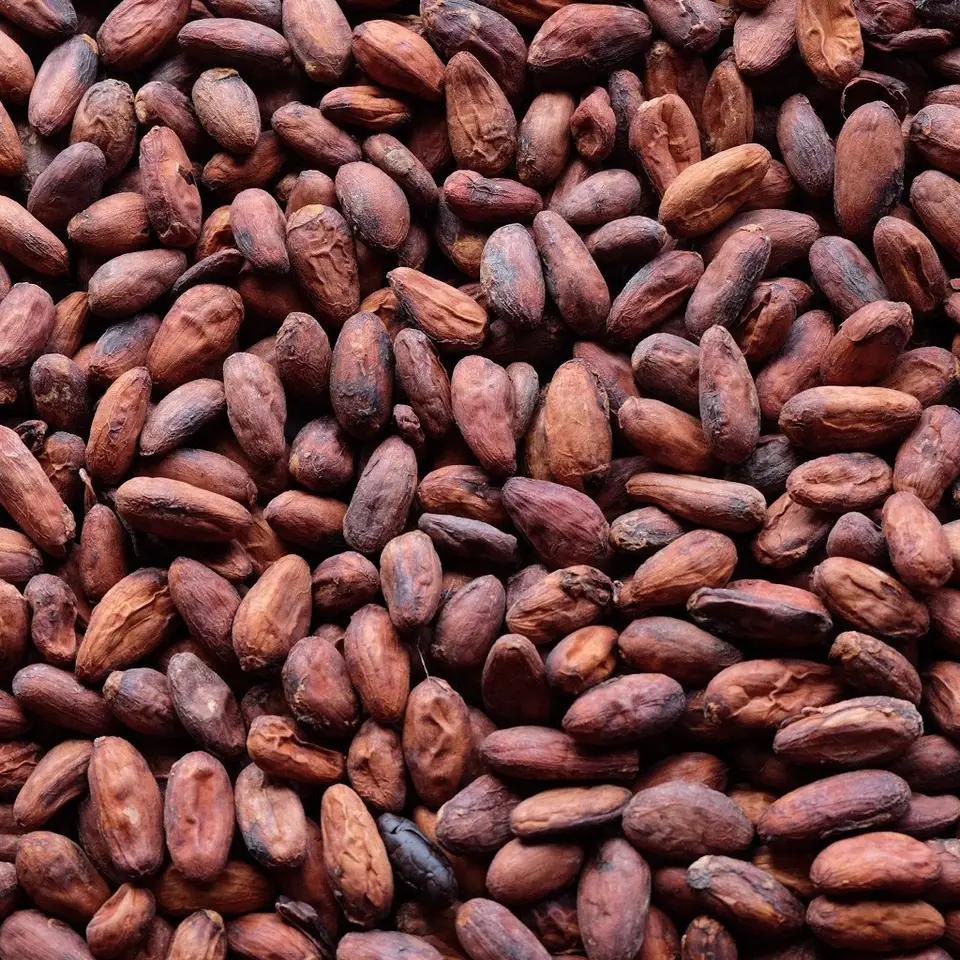 Wholesale Supplier Of Bulk Fresh Stock of Raw Dried Cocoa Beans