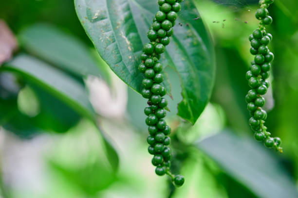 Top 3 Pepper Suppliers in Pakistan in August 2025: Export Insights & Market Trends