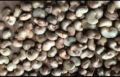 Raw Cashew Nut