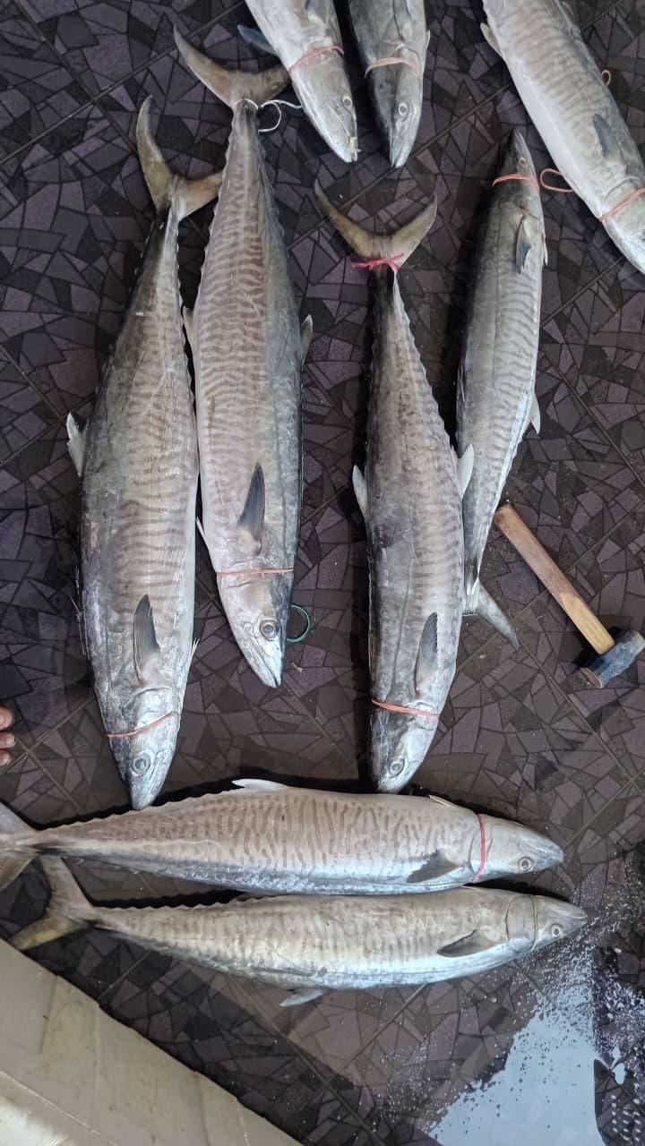 Spanish Mackerel (batang fish)