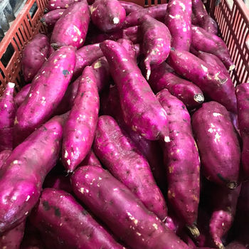 Yellow and Purple Sweet Potato From Vietnam for Japan, Korea, Thailand