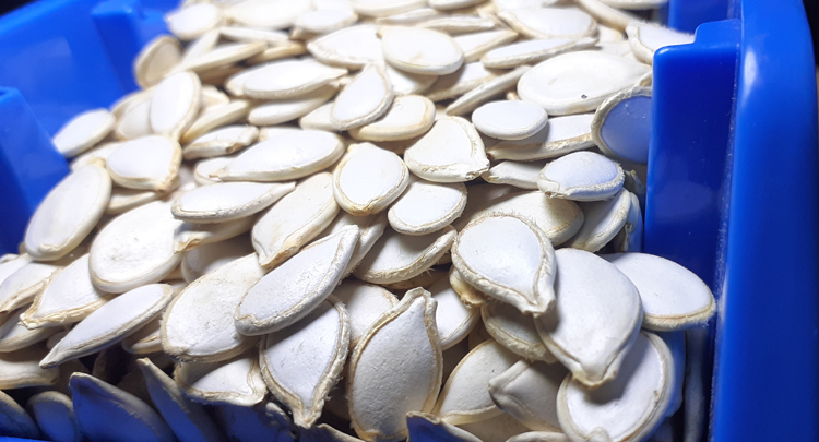Rich Quality High Grade Pure Natural Organic Pumpkin Seeds Kernels from Top Supplier