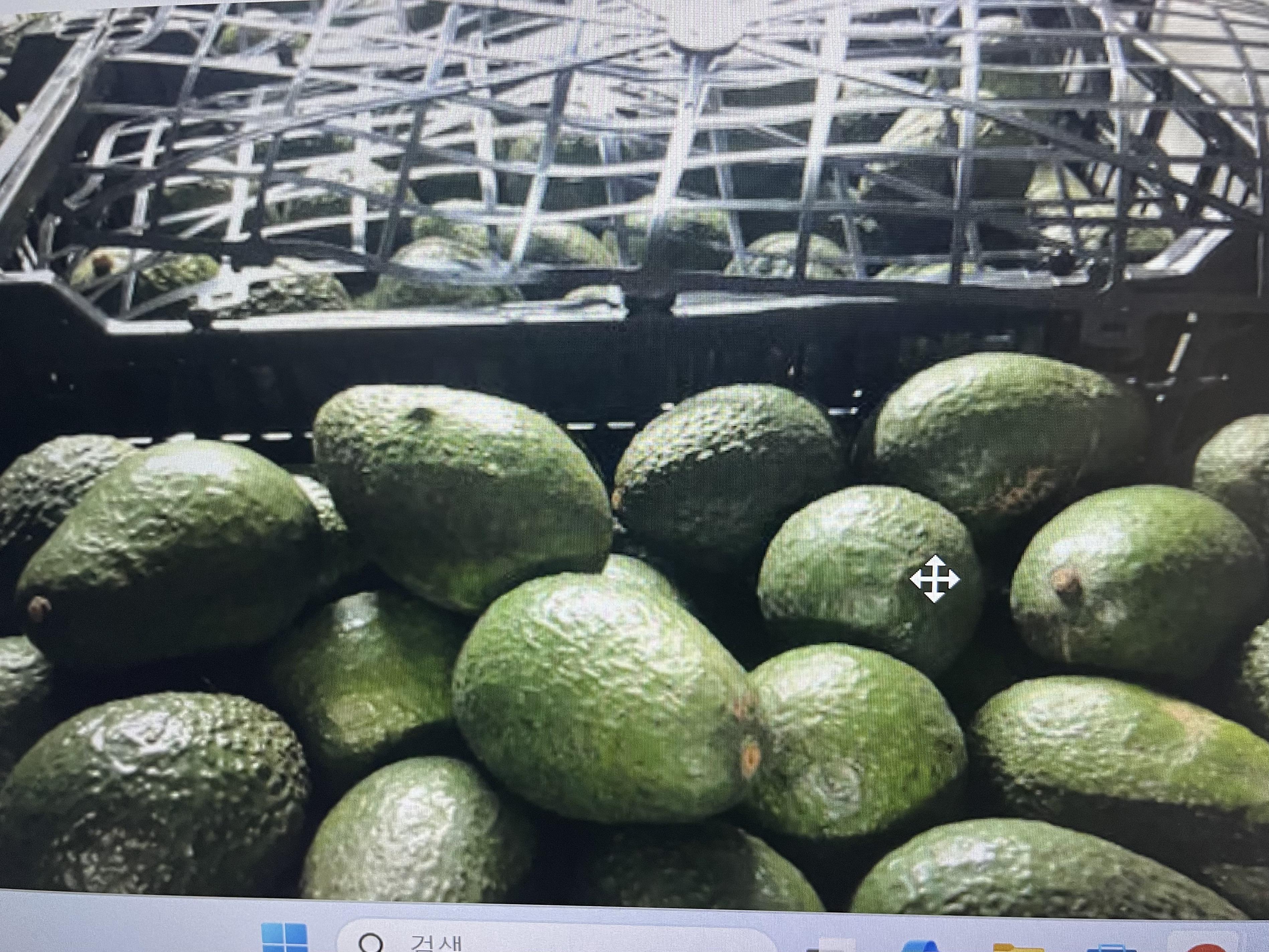Fresh Avocado Hass Mexico origin