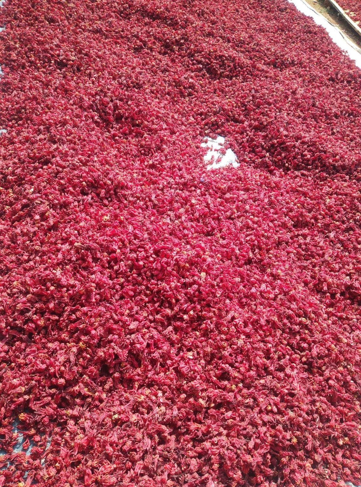 Dried Hibiscus Flower 2