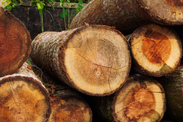 Top 9 Wood Suppliers in Thailand in Year 2025