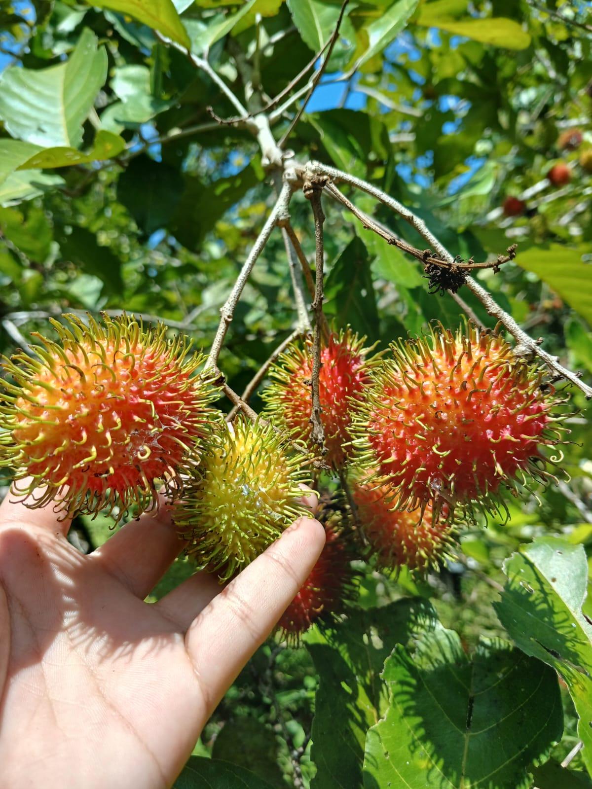 Basket of Rambutan Klotok fruits