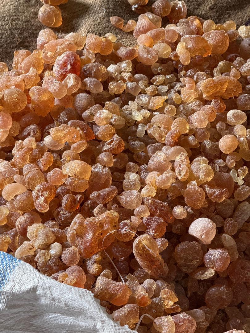 Gum -acacia senegal- hashab