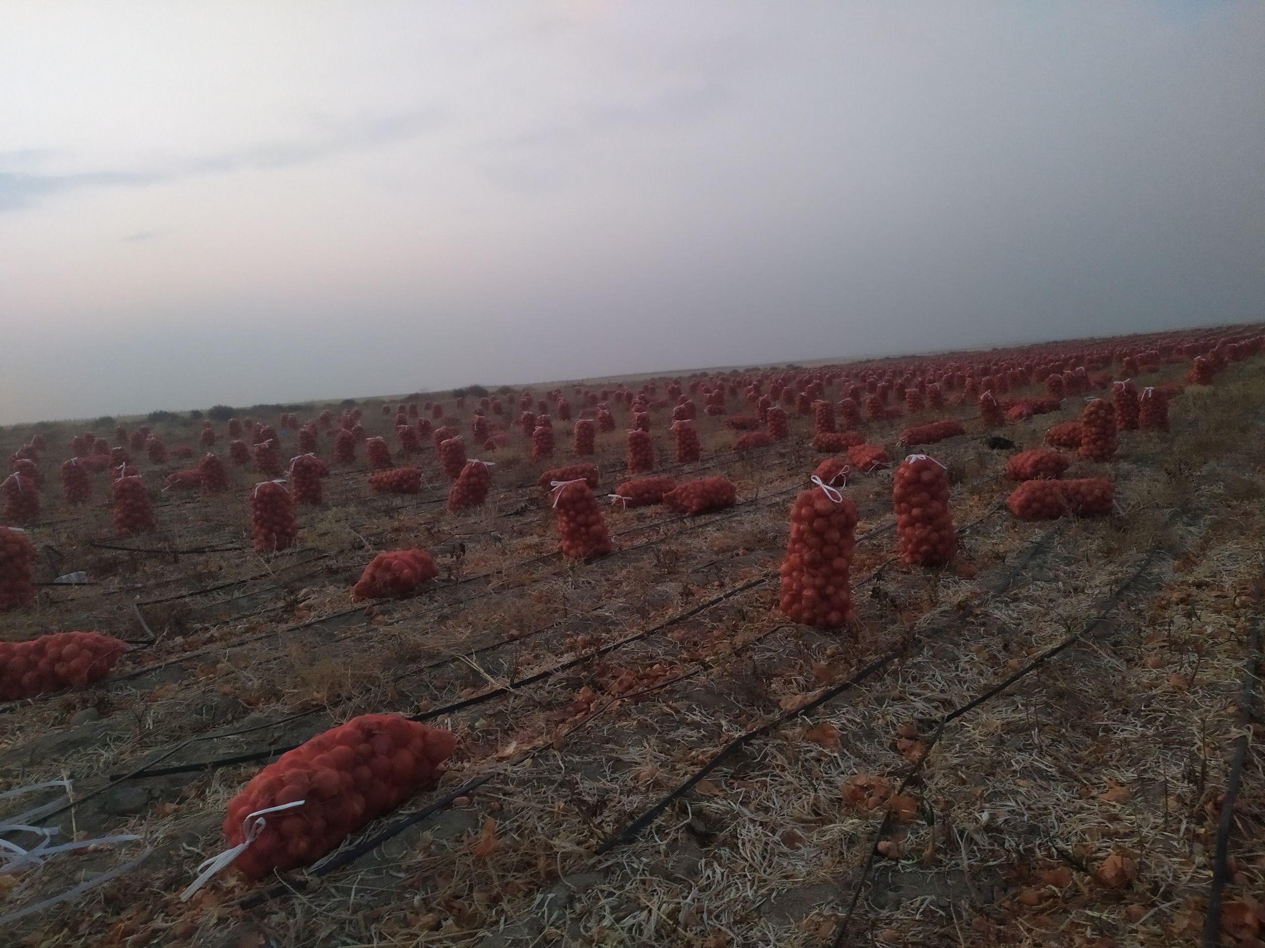 Red Dark Onion