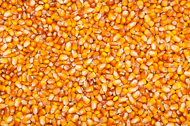 Top 6 Maize Suppliers in United Kingdom in Quarter 3 of 2025: Urgent Market Update & Strategic Insights