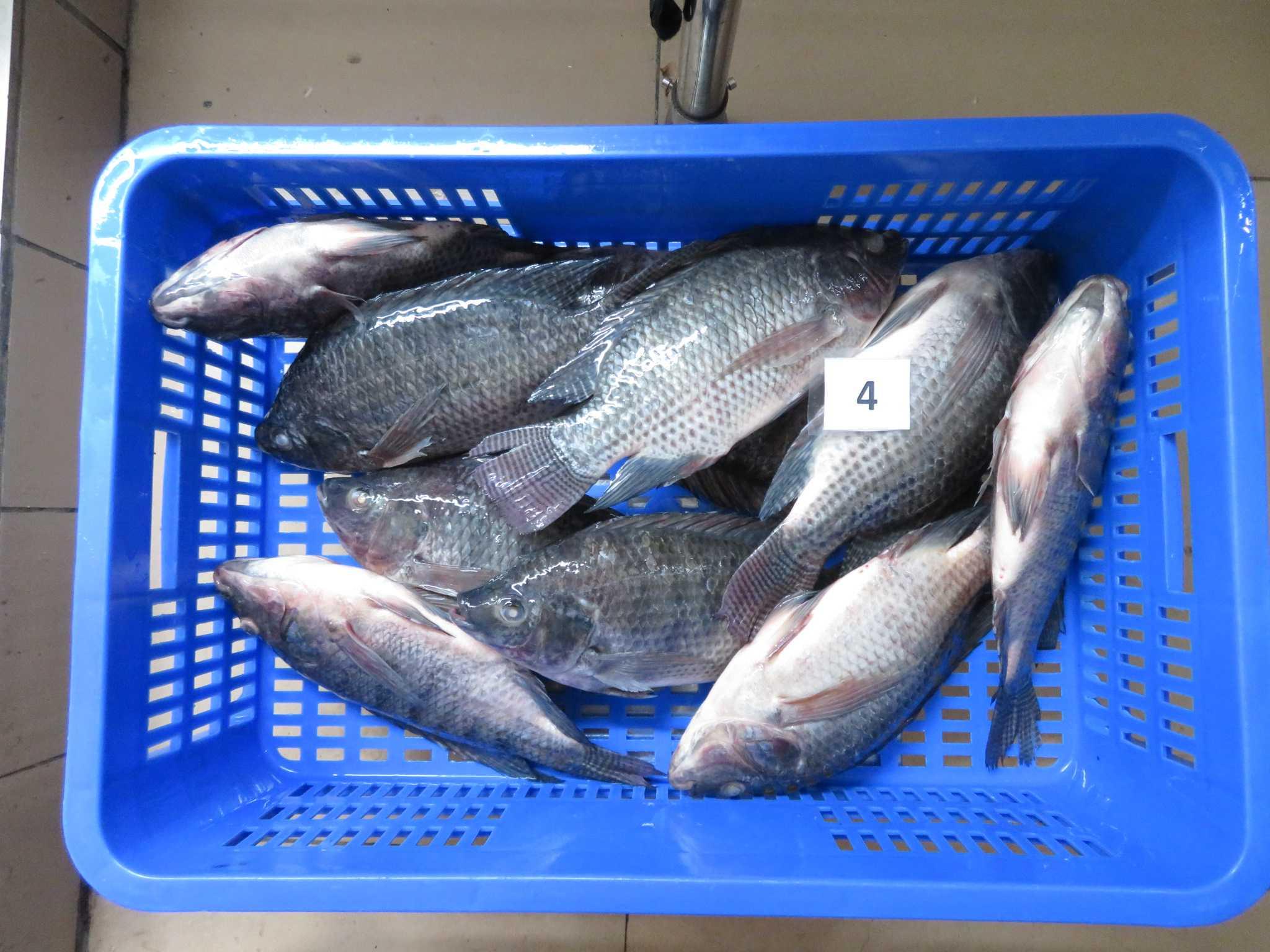 Tilapia Whole Round