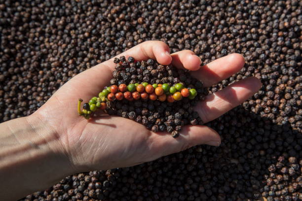 A Comprehensive Guide to Sourcing High-Quality Pepper: Top 5 Pepper Suppliers in Brazil in Week 12 of 2025