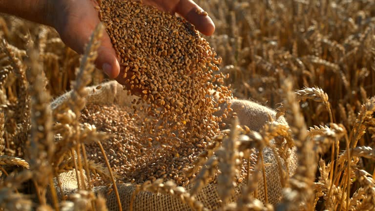 Your Expert Guide to Procuring Top-Tier Grain: Top 3 Grain Suppliers in Switzerland in September 2025