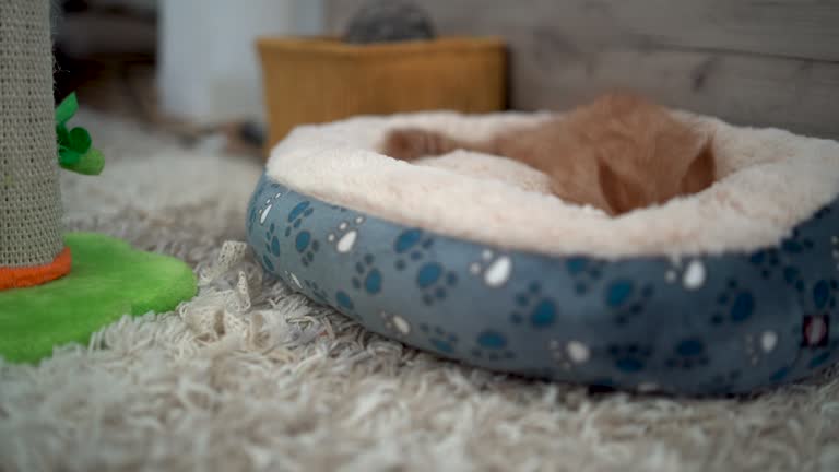 Top 4 Pet Beds Suppliers in Malaysia in July 2025: A Data-Driven Export Market Overview