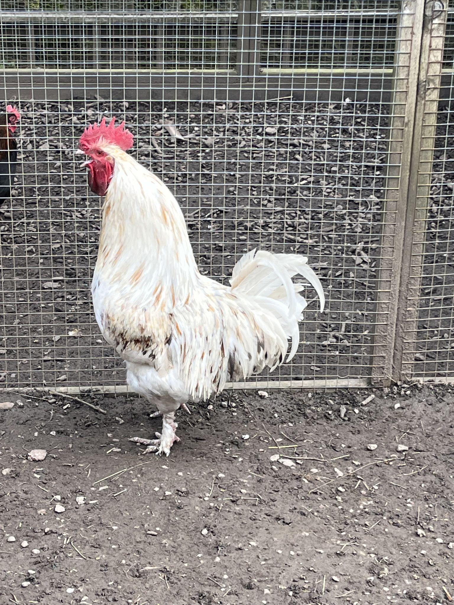 Fresh chicken eggs for sale Form Cubes, Discs, Schnitzel, Steaks, Strips, Whole Cut Back, Breast, Drumstick, Goulash, Legs, Neck, Offal, Oyster (Fowl), Schnitzel