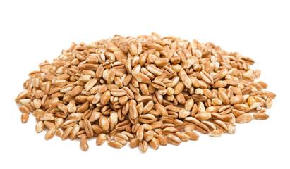 Wheat Grain Close-up