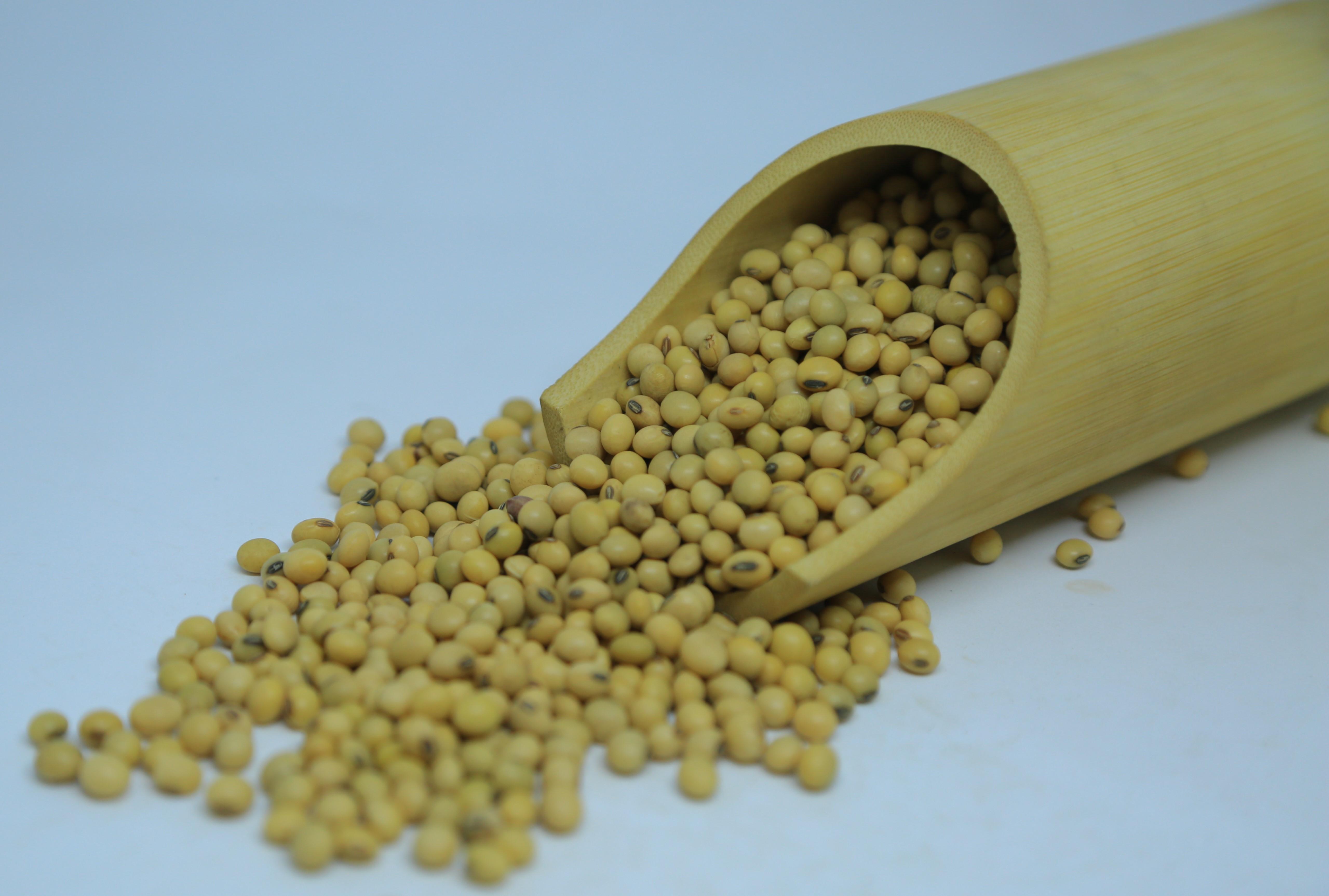2024 Harvest Ethiopian Soya Beans - 14% Max Moisture, Grade 1 Quality, Bulk Quantity Available