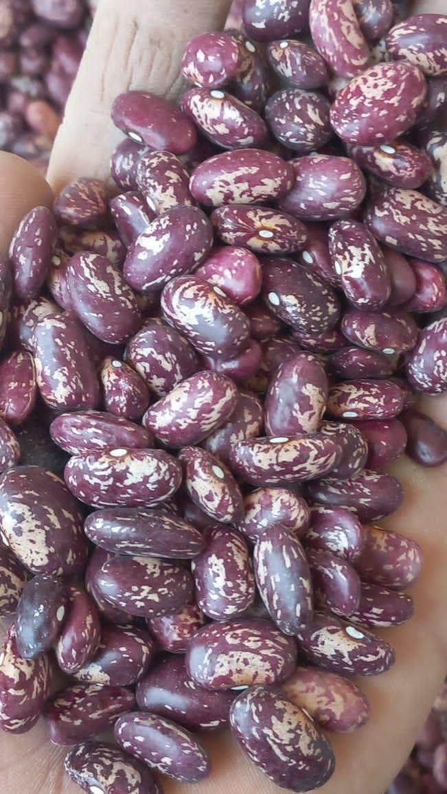 Green Mung Beans 1