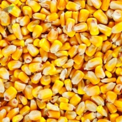 Corn (Maize)