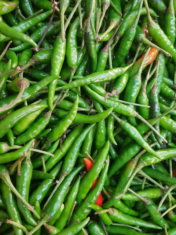 Green Chilli G4 – 1×40FT Container to Sohar Port, Oman