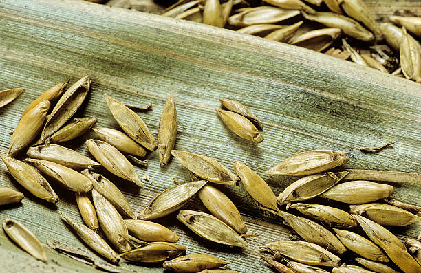 A Comprehensive Guide to Sourcing High-Quality Grain: Top 6 Grain Suppliers in Sri Lanka in Year 2025