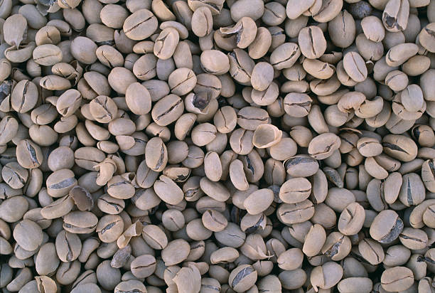 Top 4 Green Coffee Suppliers in Poland in July 2025: Market Insights, Export Data & Supplier Guide