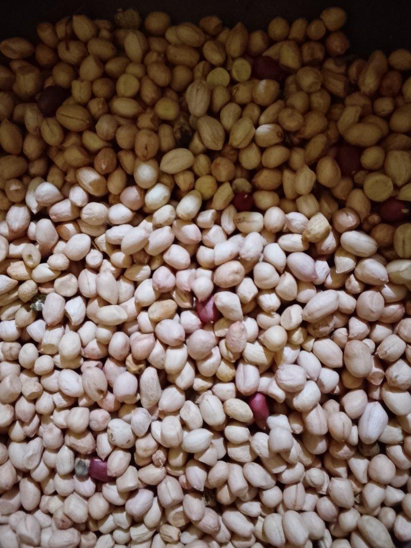 Groundnut