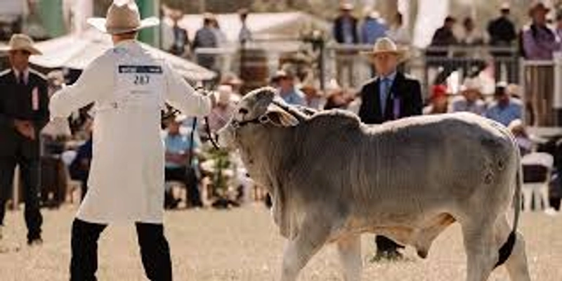 Unlock BEEF AUSTRALIA: Must-Know B2B Event - 1