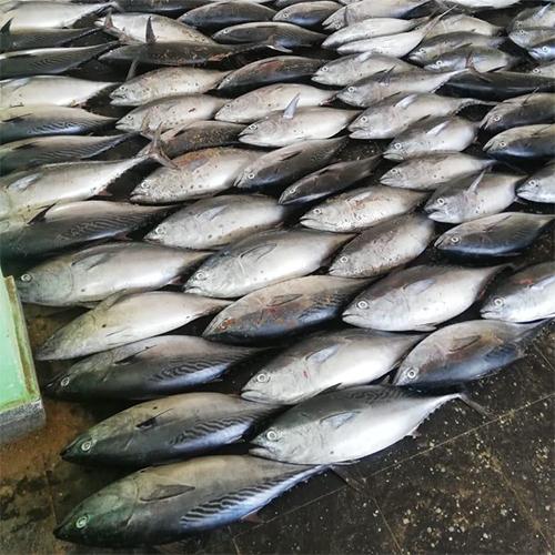 FRESH TUNA FISH /SKIPJACK TUNA/YELLOW FIN TUNA/BIG EYE TUNA Type FRESH TUNA FISH Place of Origin KENYA Packing Method Running Weight