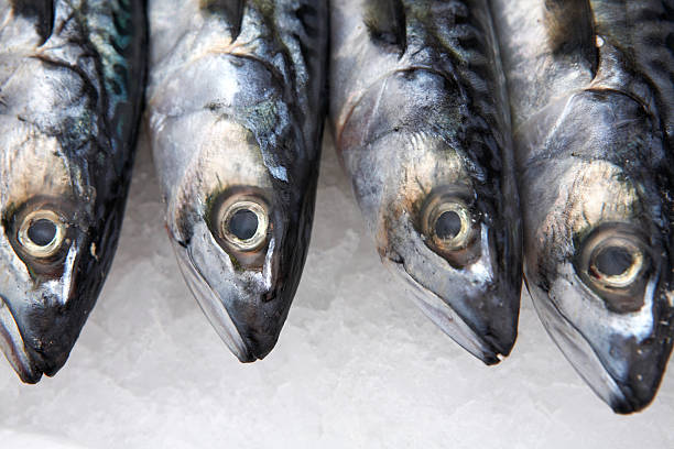 Top 4 Frozen Fish Suppliers in Netherlands in Quarter 3 of 2025