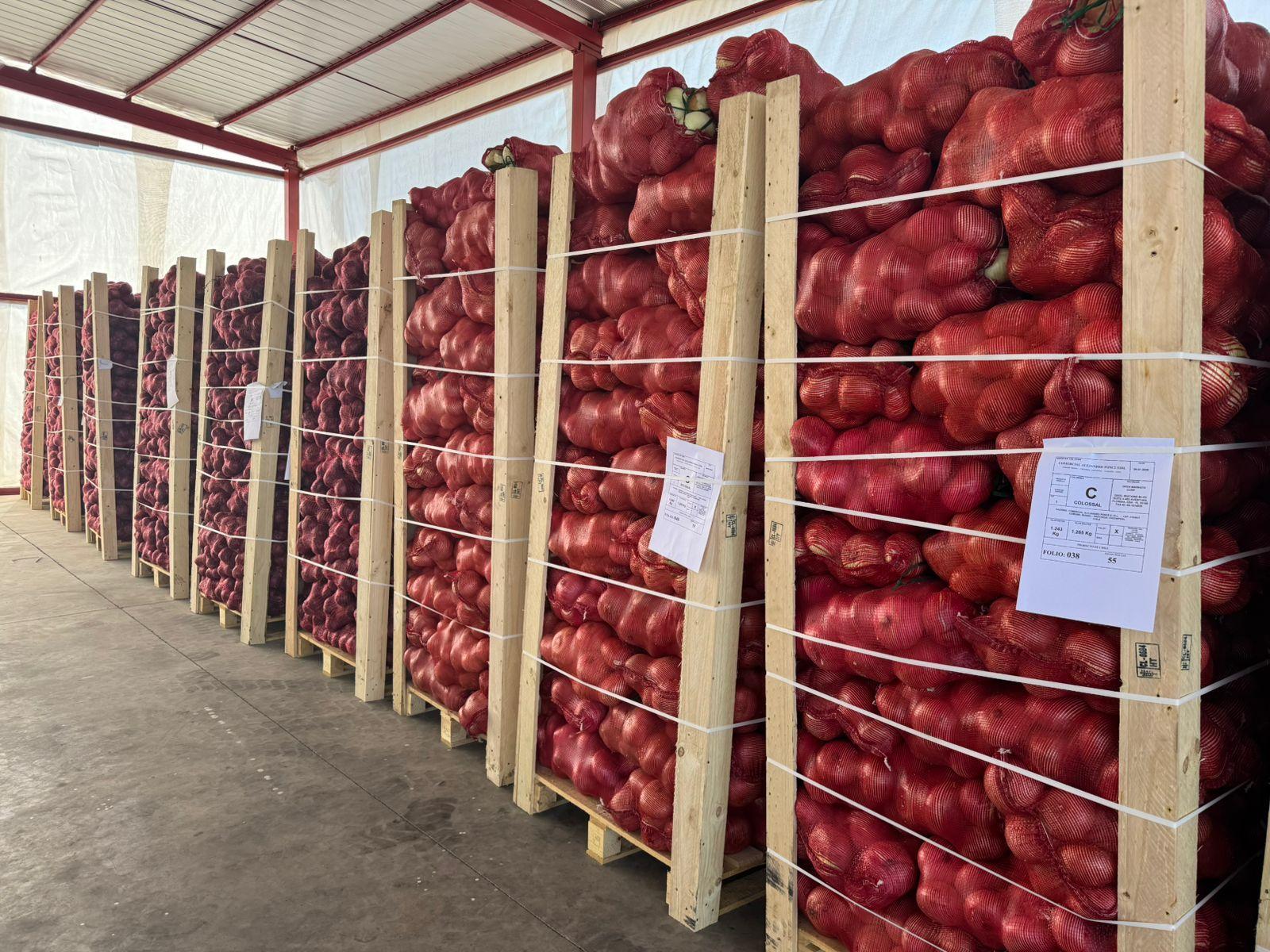 Fresh Yellow Onion