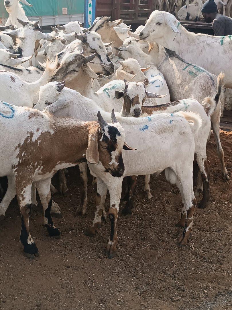 Whole Chilled Goat Meat