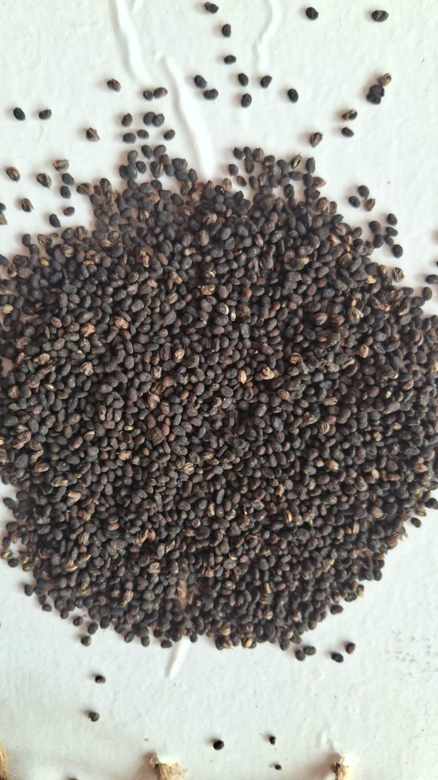 Babchi seeds (Psoralea corylifolia)
