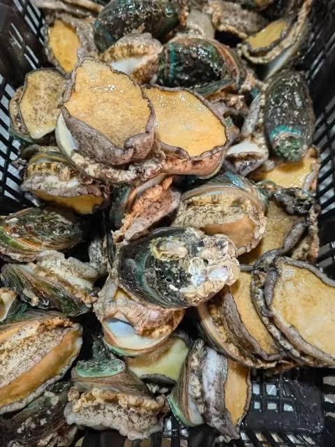 Frozen Abalone Frozen Seafood Wholesale Abalone with Shell Abalone