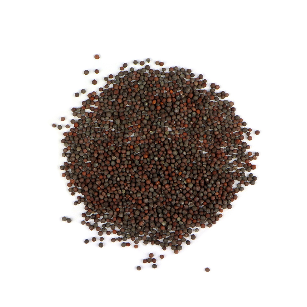 Indian Mustard Organic Spices & Herbs Dried Spices U2U312-UAthvikaSpice High Quality Pure Natural Fresh Black Mustard Seeds