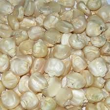 NON GMO WHITE CORN MAIZE